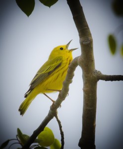Audubon Yellow Warbler Photo credit MarK Knapp
